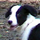 Nessa was adopted in 2004